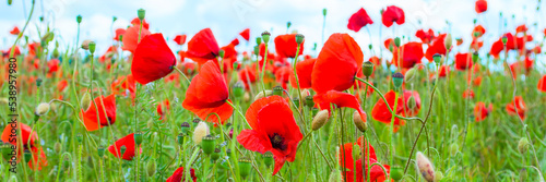Roter Mohn auf dem Feld