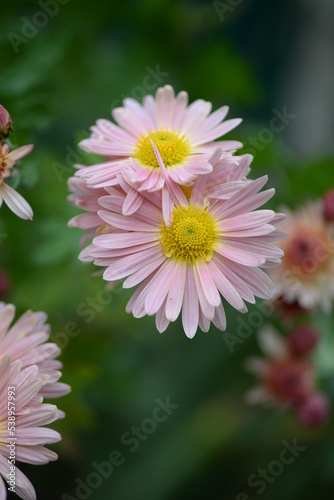 white fluffy daisies  chrysanthemum flowers on a green background Beautiful pink chrysanthemums close-up in aster Astra tall perennial  new english  morozko  morozets  texture gradient purple flower