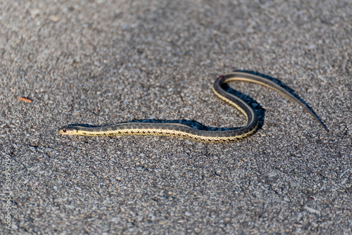 Grass Snake Warms Itself On The Trail Path