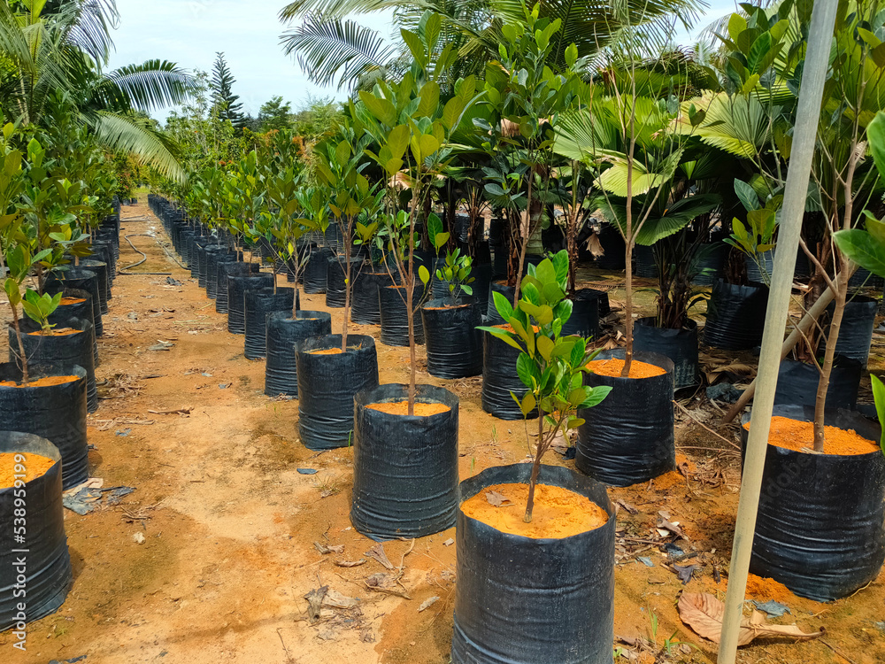Fototapeta premium JOHOR, MALAYSIA -MAY 4, 2022: Tropical plants are grown in a plant nursery. The large size of the nursery can accommodate a large number of plants. Sorted by species and grade.