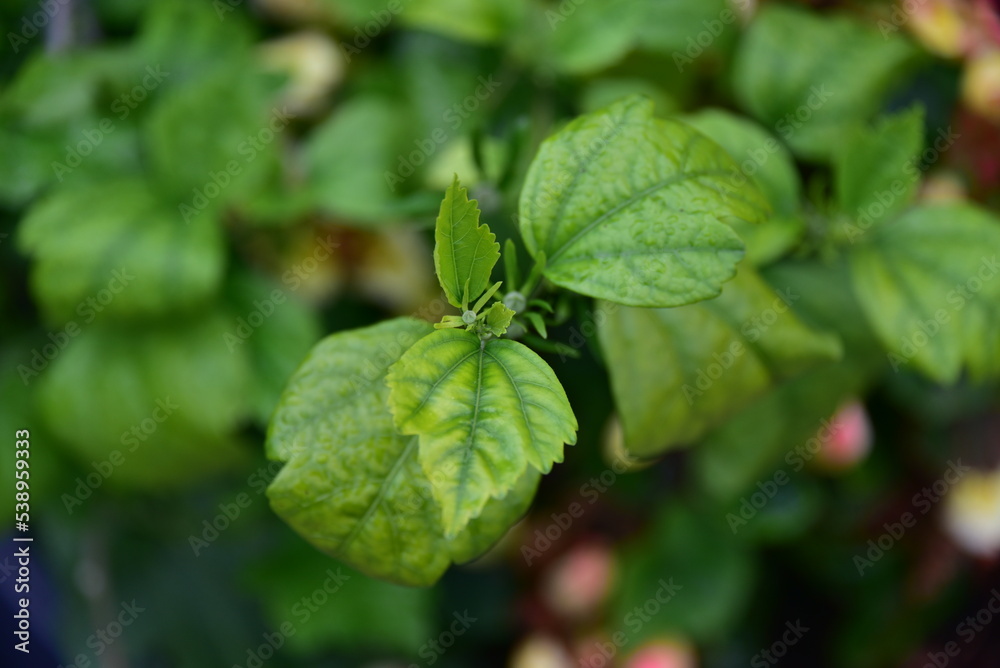 Liście hibiscusa Liście hibiscusa