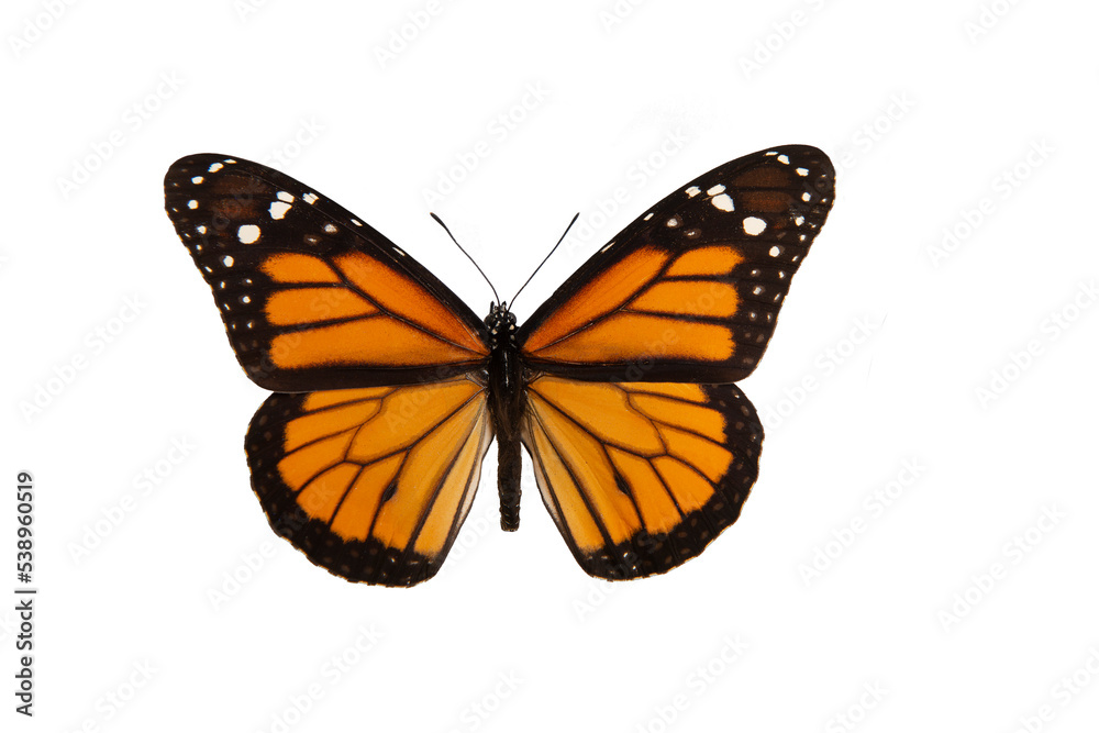 Monarch butterfly with spread wings isolated on a white background Monarch butterfly with spread wings isolated on a white background