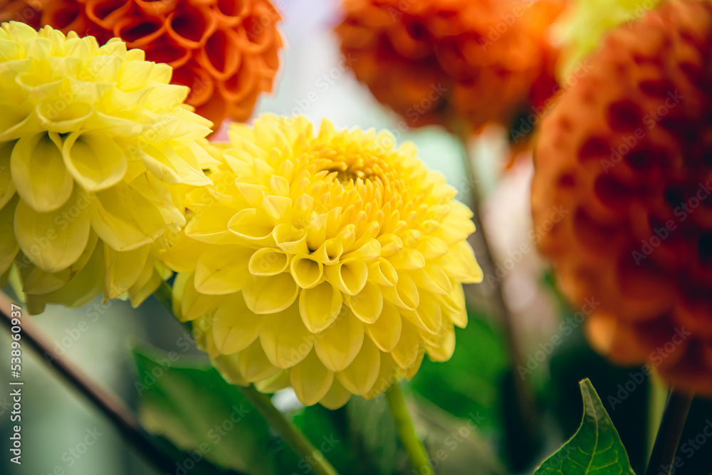 Orange and yellow dahlias flowers on a blurred background, soft focus. Orange and yellow dahlias flowers on a blurred background, soft focus.