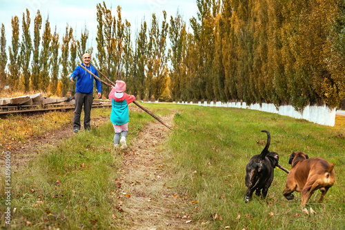 family, a father with a little daughter on an autumn walk together with two dogs of the German boxer breed have fun walking and playing together