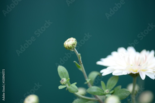 white fluffy daisies, chrysanthemum flowers on a green pink cream delicate  pink chrysanthemums close-up in aster Astra tall perennial,
new english (morozko, morozets) texture gradient purple flower  photo