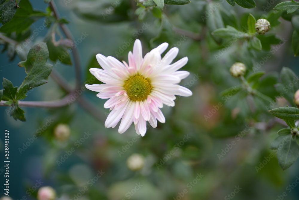 white fluffy daisies, chrysanthemum flowers on a green pink cream delicate  pink chrysanthemums close-up in aster Astra tall perennial,
new english (morozko, morozets) texture gradient purple flower 