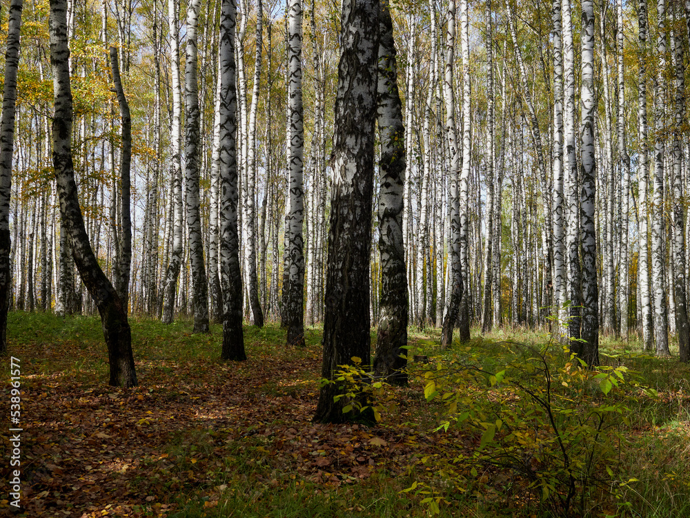 Landscape of the autumn forest. Sunny forest. October natural landscape. Beautiful bright forest in the sunlight. Landscape of the autumn forest. Sunny forest. October natural landscape. Beautiful bright forest in the sunlight.
