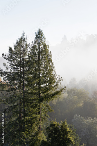 Mist and fog through trees in rural Sonoma County, California in autumn. photo