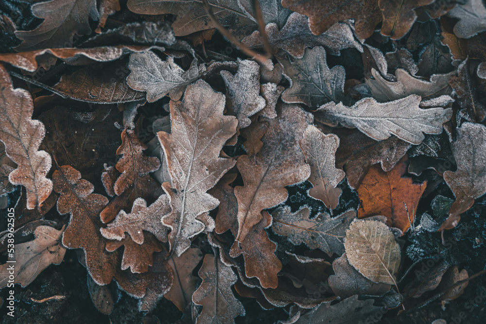 fallen autumn leaves, frozen oak leaves