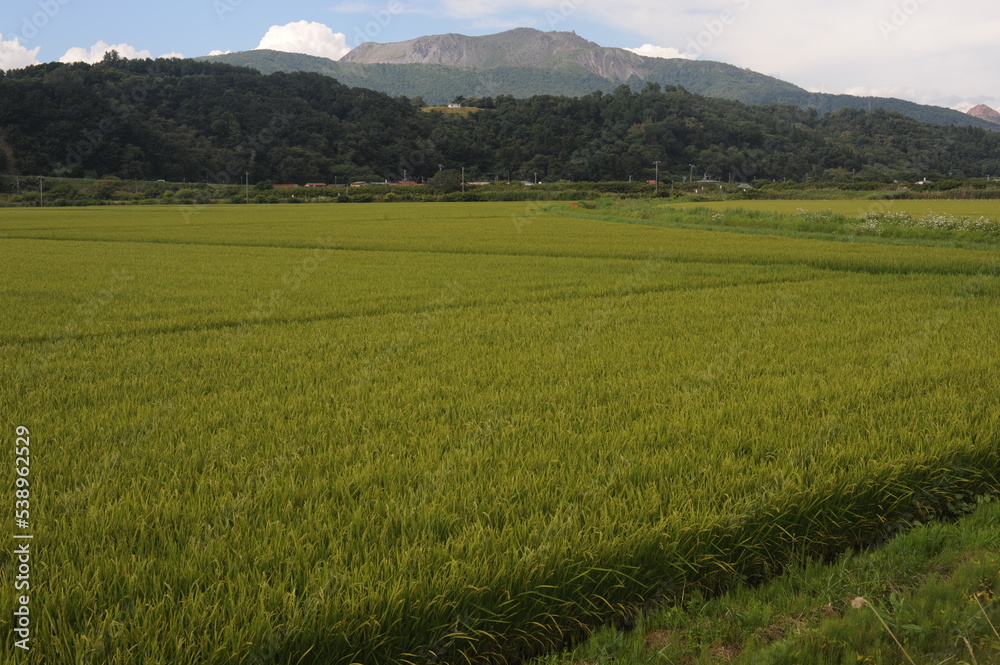 Fototapeta premium Green rice fields and rice paddies with mountains in summer in Hokkaido, northern Japan, Asia