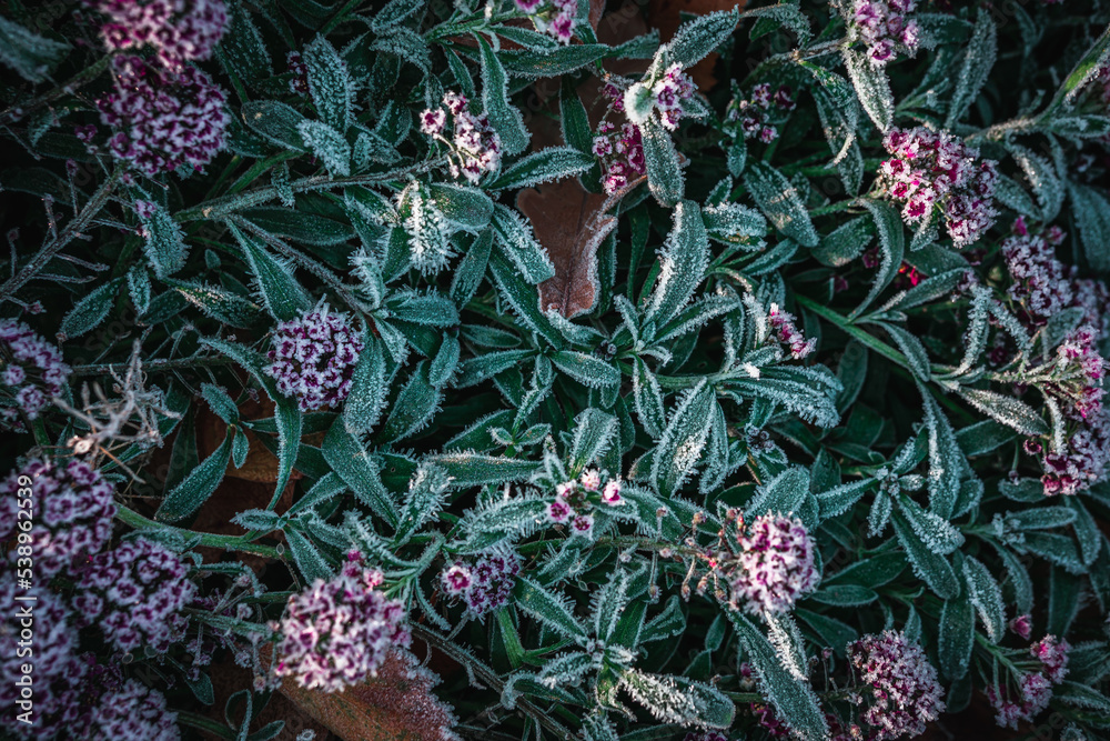 Obraz premium frozen flowers in the garden. concept - end of spring, frosts, beginning of winter.