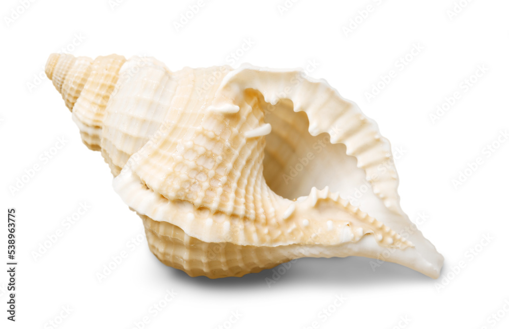 Sea shell isolated on white background Sea shell isolated on white background