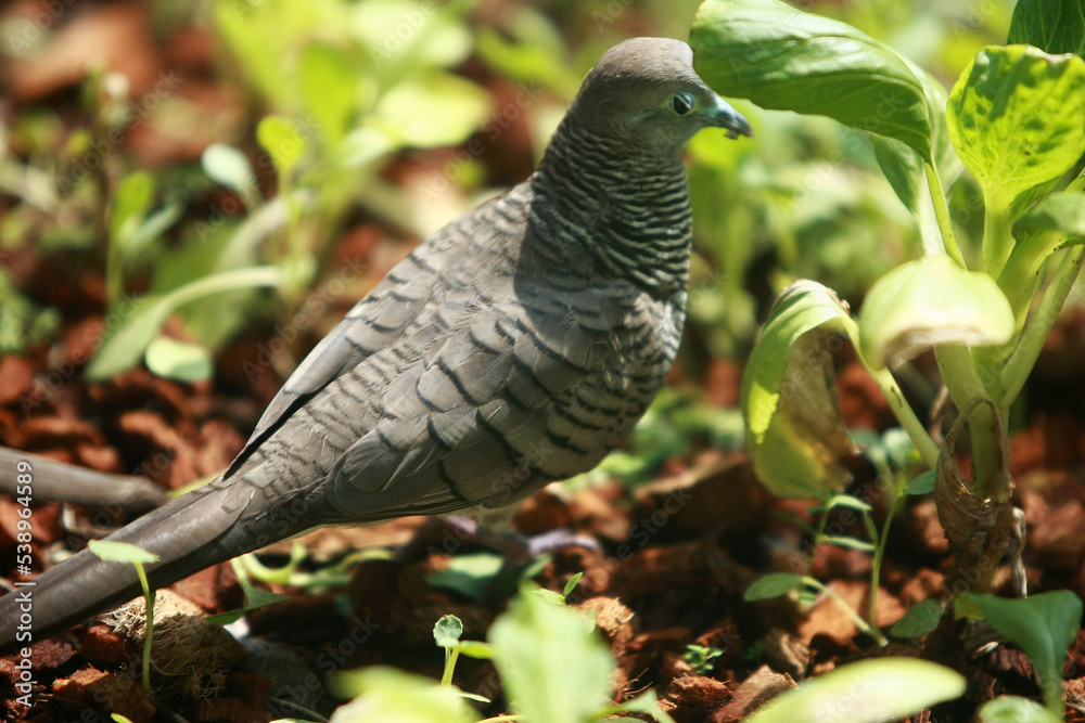 Bird portrait in the park garden outdoor , close up