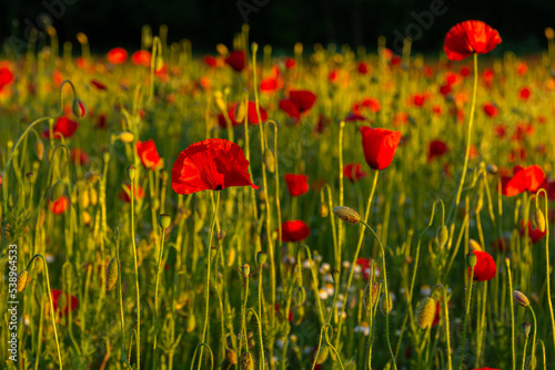 Poppy field in the summer