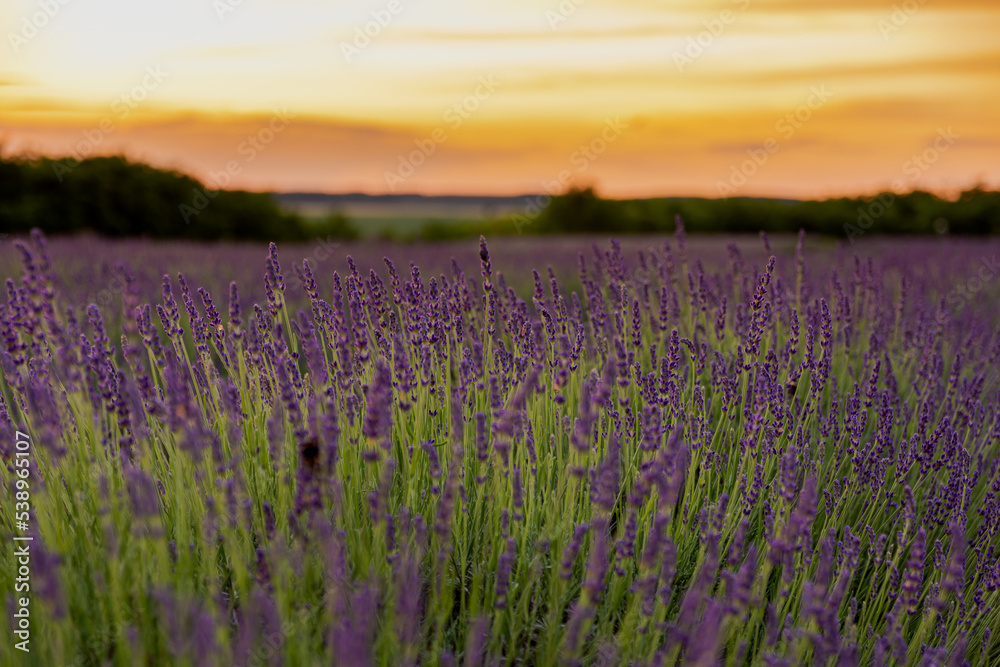 Obraz premium Lavender field in the sunset