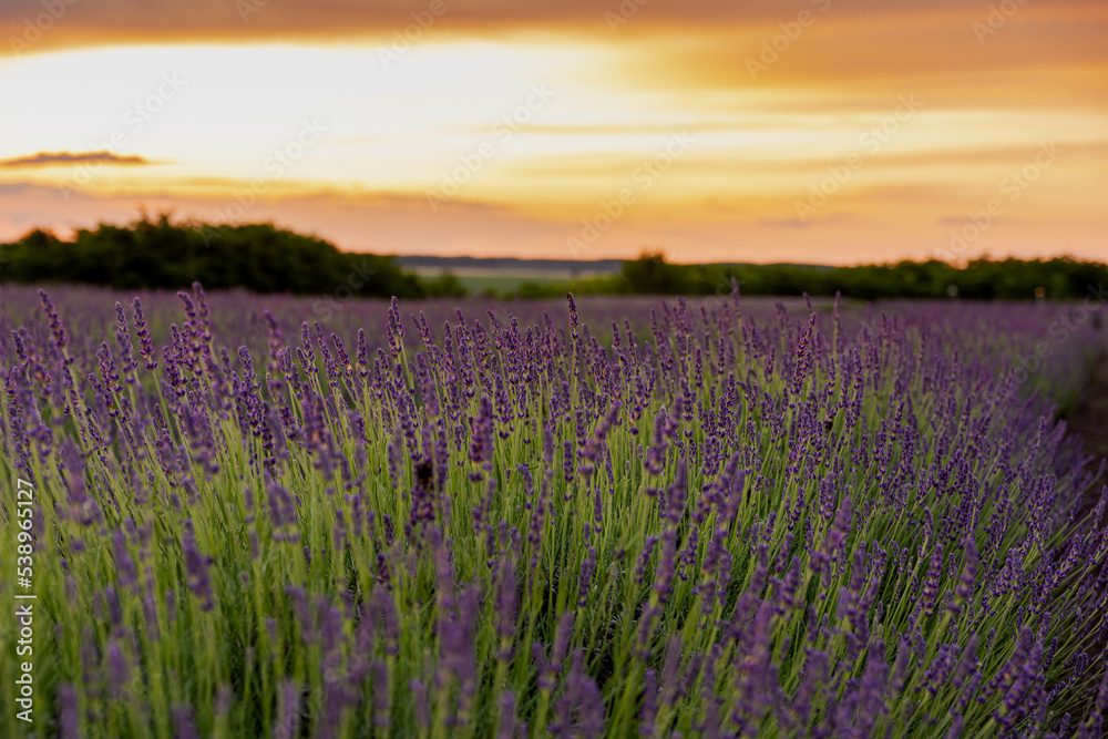 Naklejka premium Lavender field in the sunset
