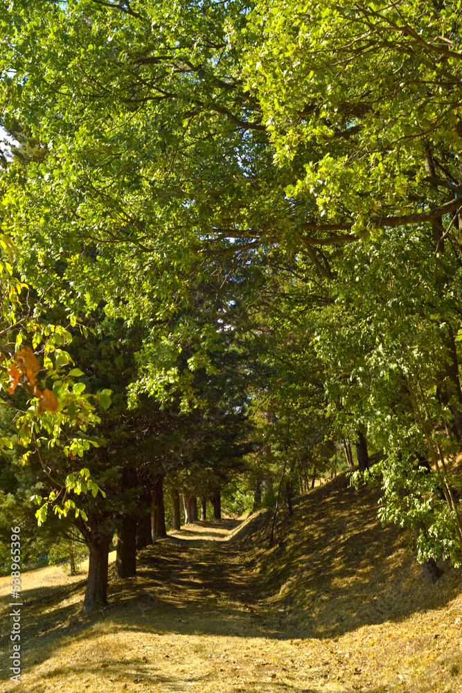 Viale sentiero alberato sul appennino bolognese Viale sentiero alberato sul appennino bolognese
