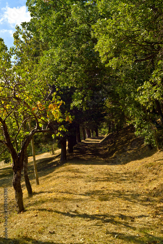 Viale sentiero alberato sul appennino bolognese