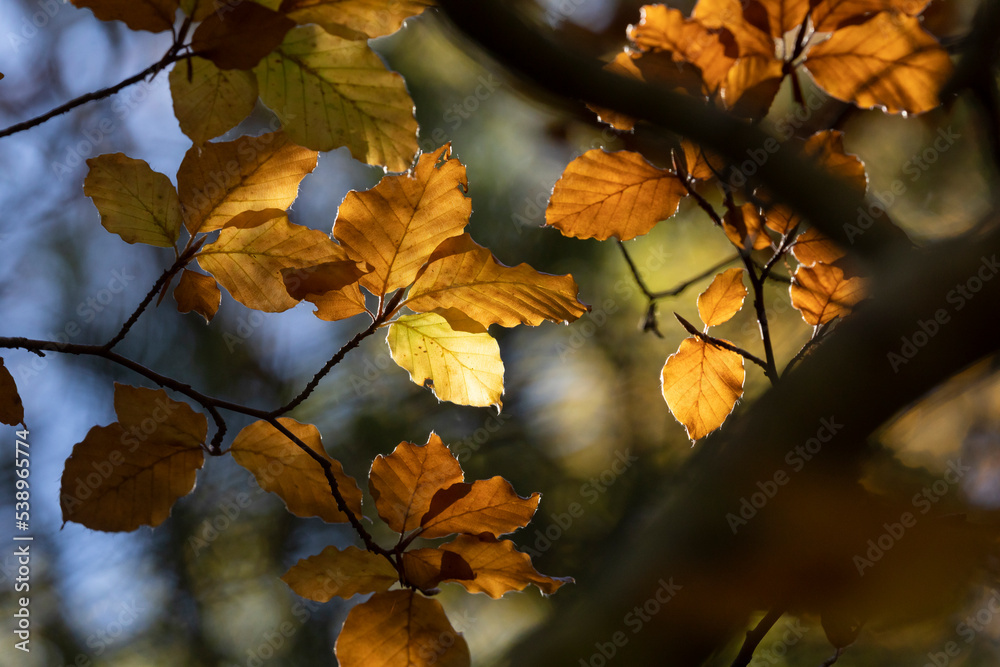 Beech leaves, Fagus sylvatica, brown in autumn, still hanging backlit from the branches in the forest