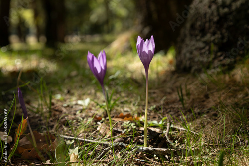 Natural flowers of the species Crocus nudiflorus, purple, are born on the ground of a forest near Luesia, in Aragon, Spain