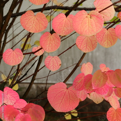 Cercidiphyllum japonicum, a tree with deciduous pink leaves that smell like cotton candy or caramel
