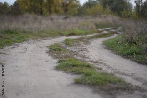 sandy path leading to a grove  no asphalt natural walking path near the forest  health trail  natural recreation  hiking in nature autumn trees  meadow  field  fading nature