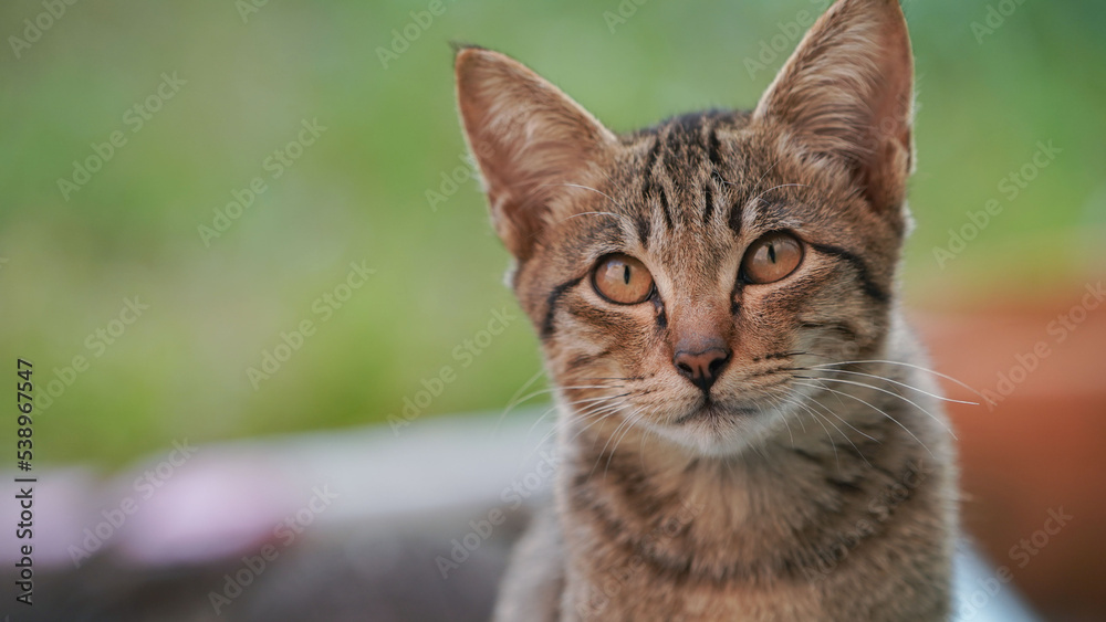 Fototapeta premium A cat looking into the camera. portrait of a grey cat with stripes laying on a ground