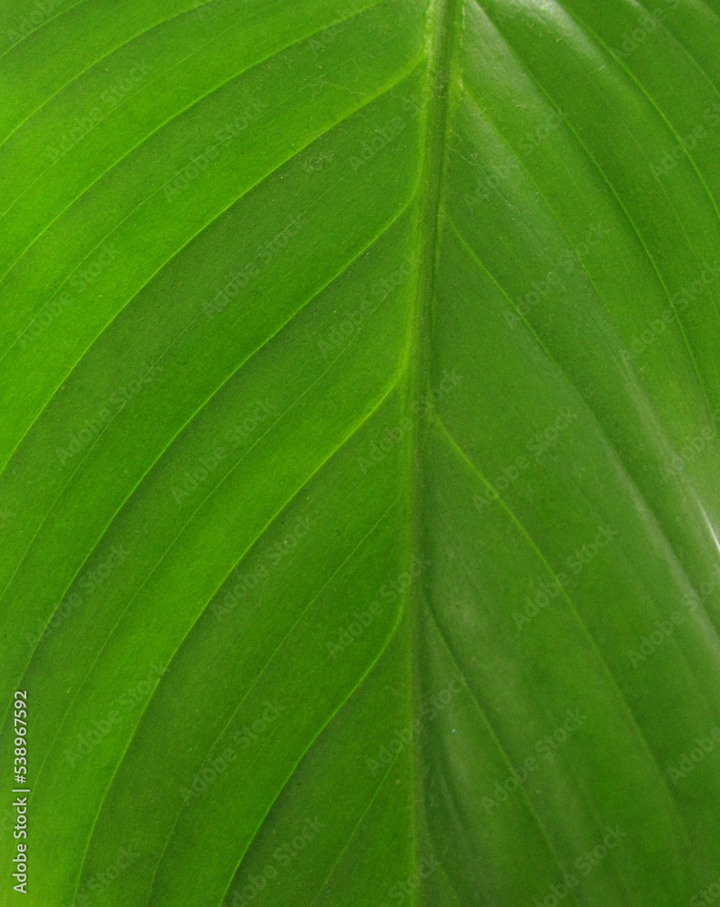 Details of a plant leaf