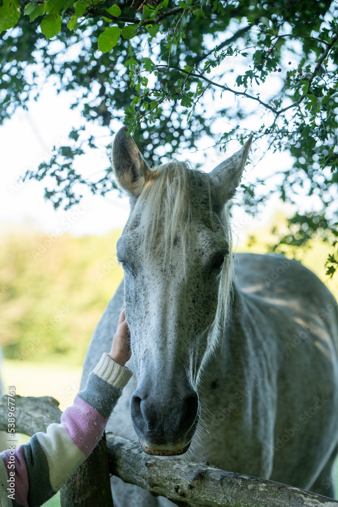 Obraz premium A child petting a white horse.