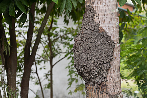 Insect nests are attached to trees as habitats.