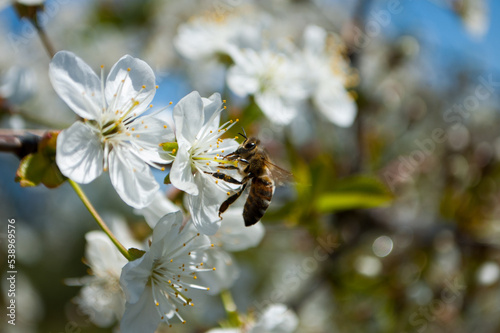 Bee on cherry blossom © Linda