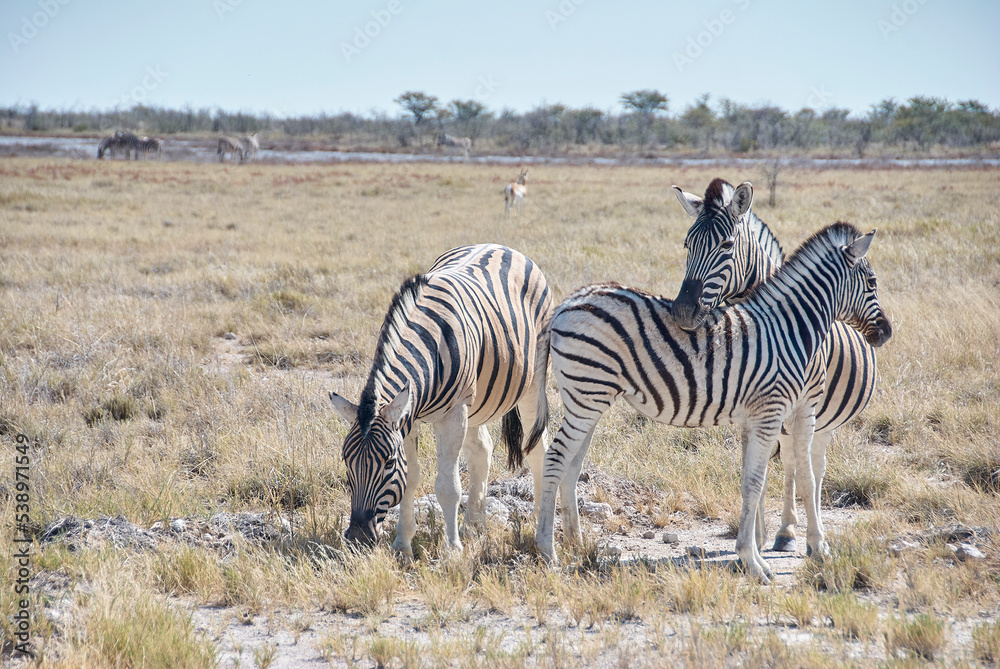 Fototapeta premium Plains Zebra in Etosha National Park Namibia
