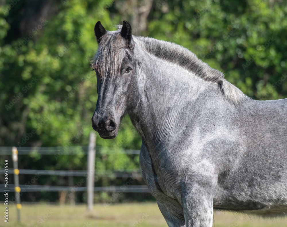 Fototapeta premium Belgian Brabant draft horse mare