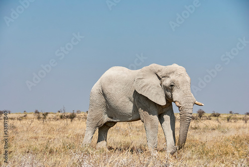 Big male african Elephant Bull in Etosha Namibia