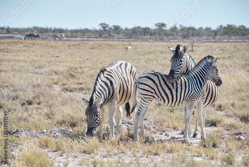 Plains Zebra in Etosha National Park Namibia