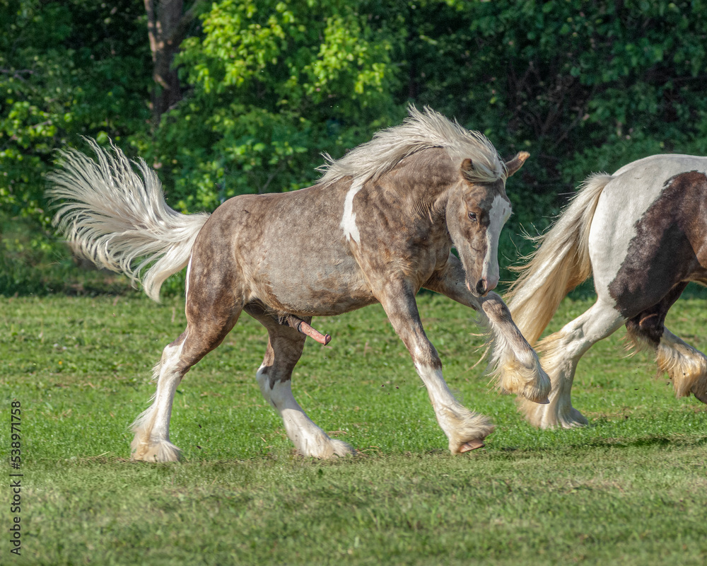 Gypsy Vanner Horse foal running with erect penis.