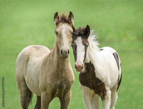 Curious Paso Fino and Gypsy Vanner Horse foals stand close together 