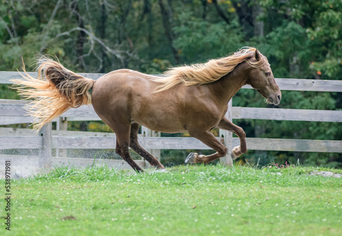 Schilderij op canvas Rocky Mountain Horse gelding gallops across grass paddock