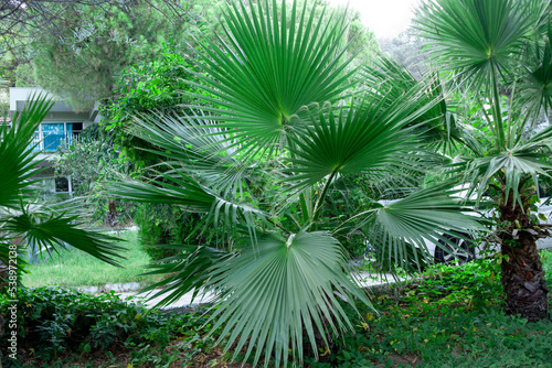 Green palm tree leaves. Livistona Rotundifolia palm tree close up. Green palm foliage at the sunlight