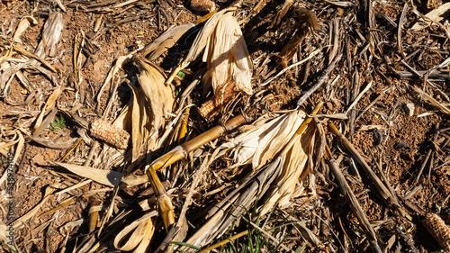 Corn stover in a harvested field photo
