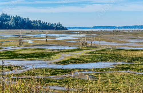 Washington Wetlands Landscape 8 photo