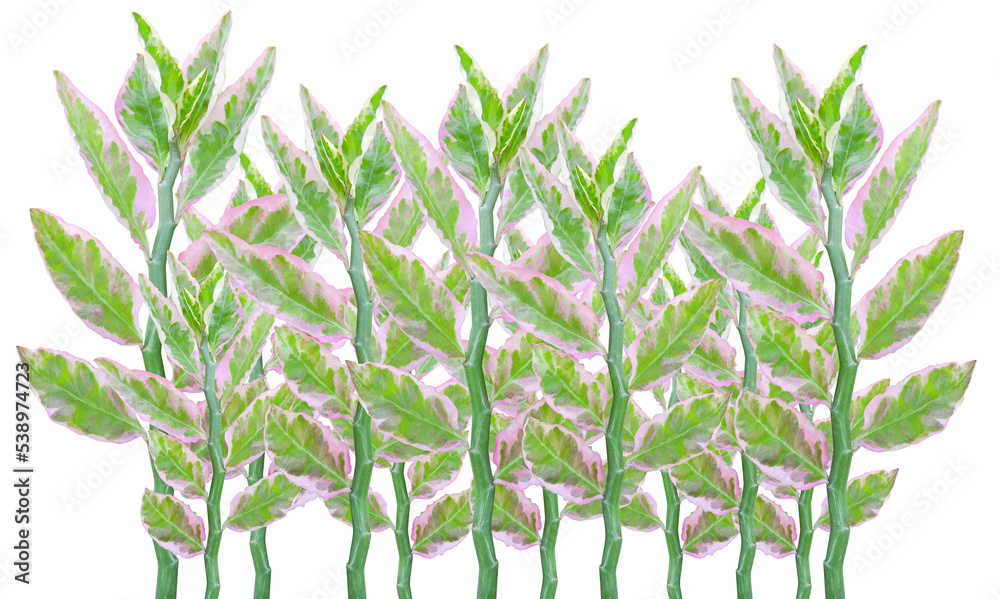 Obraz premium green leaf transparent background