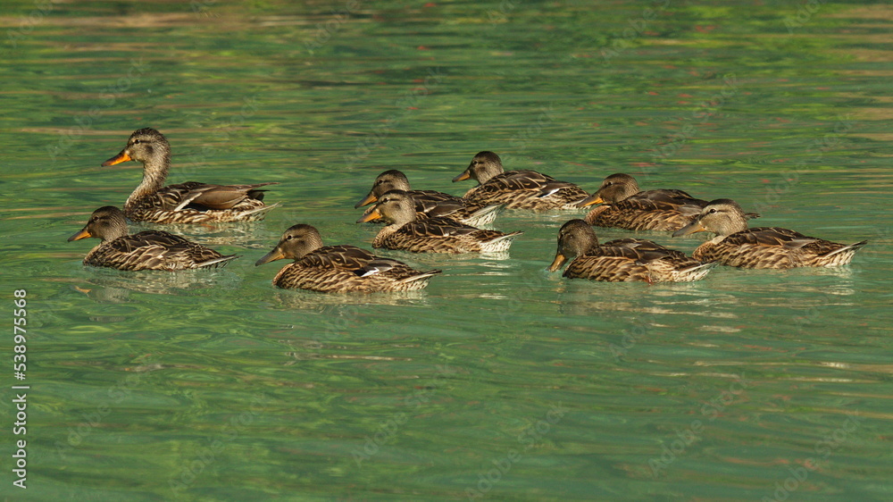 Duck with ducklings in Lake Clark National Park in Alaska,United States,North America
Duck with ducklings in Lake Clark National Park in Alaska,United States,North America