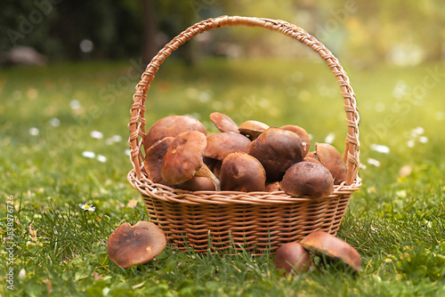 Wicker basket with edible mushrooms. Polish mushrooms. mushroom season.