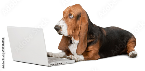 Foto Basset Hound dog with laptop  on background