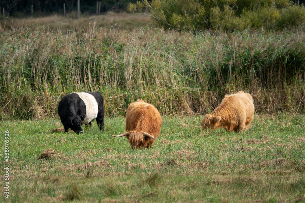 belted galloway cow and highland cattle grazing in the meadow Stock Photo |  Adobe Stock