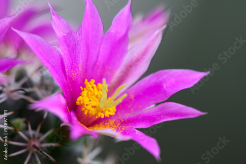 Mammillaria Schumannii cactus pink flower in full bloom.