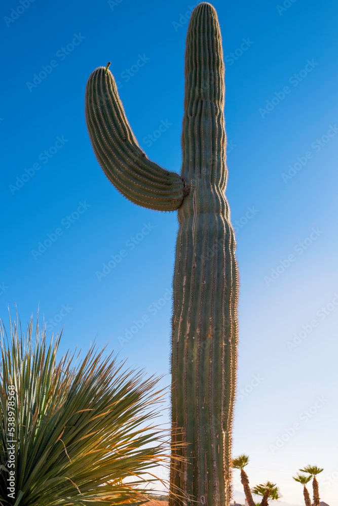 Saguaro Cactus or Echinopsis Atacamensis in the desert near Las Vegas, Nevada