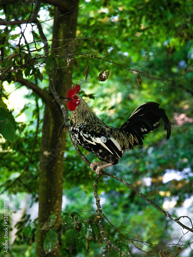 A rooster in a tree
