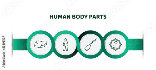 editable thin line icons with infographic template. infographic for human body parts concept. included human liver, standing human body, sperms, big cellule icons.